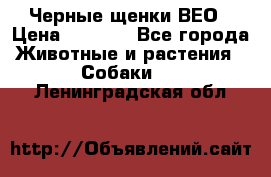 Черные щенки ВЕО › Цена ­ 5 000 - Все города Животные и растения » Собаки   . Ленинградская обл.